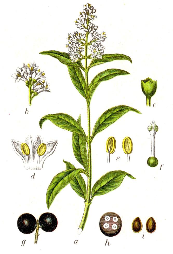 Figure from Deutschlands Flora in Abbildungen, c.1796 (Wikimedia)