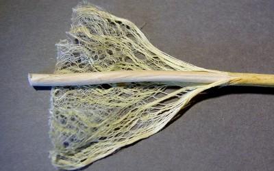 Separated stalk of hemp exposing the fibers