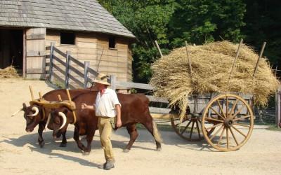 Duke and Earl haul treaded wheat from the 16-sided barn