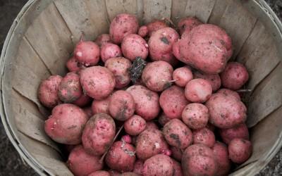 Potato Harvest at Mount Vernon