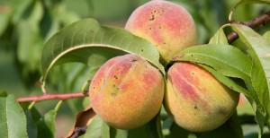 Peaches at Mount Vernon