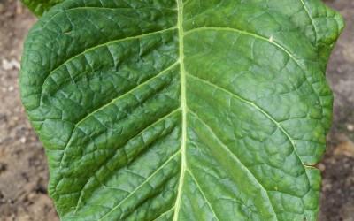 A Tobacco Leaf