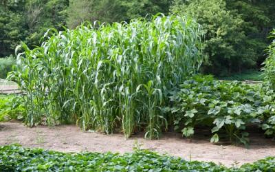 Corn growing at the Farm