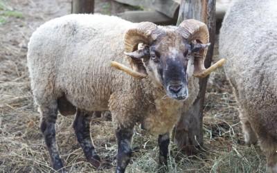 Sheep at Mount Vernon