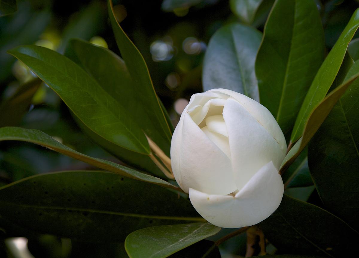Southern Magnolia Flowers (MVLA)