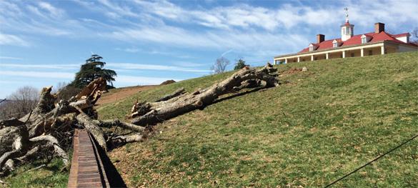 In March 2014, the declining “swamp chestnut” oak collapsed ahead of plans for removal in 2015. Although not part of George Washington’s landscape design, this tree had been a staple of the Mount Vernon landscape for over two centuries.