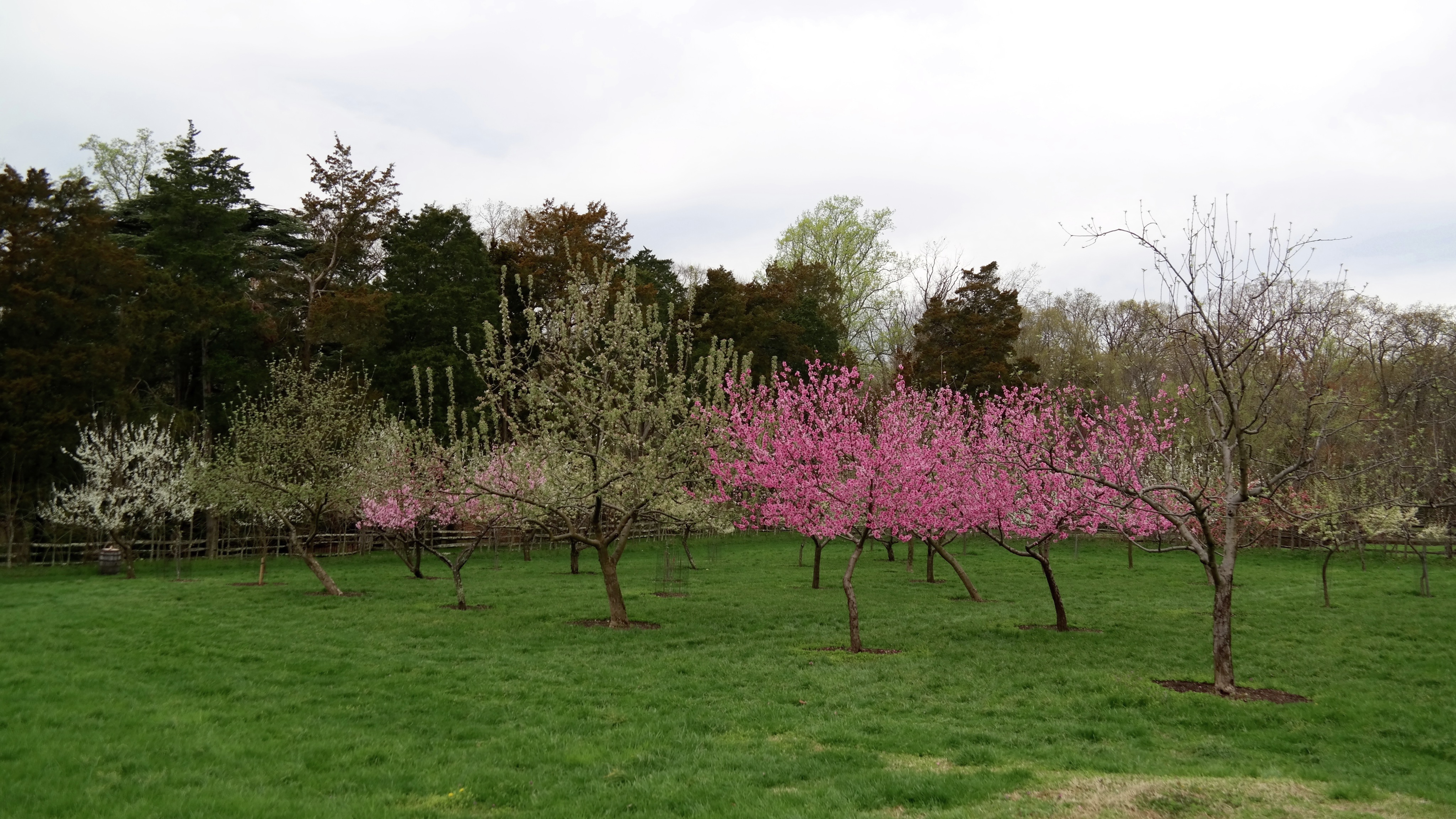 Fruit trees in bloom in the vineyard at Mount Vernon (MVLA)