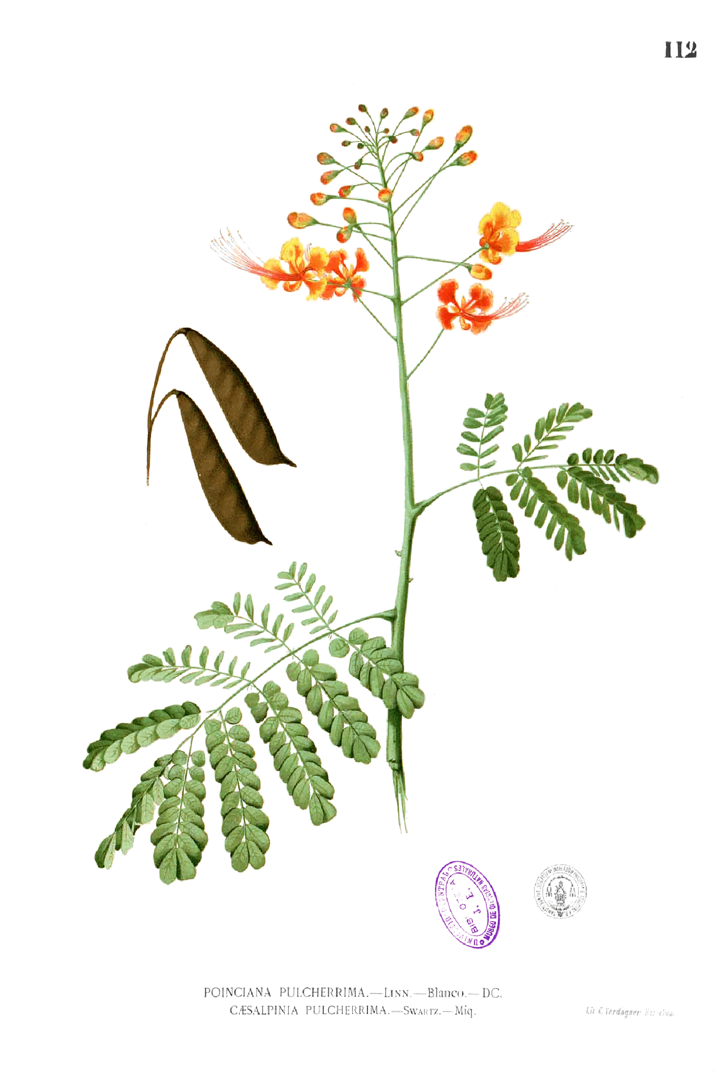Plate illustration from Flora de Filipinas, c. 1880 (Wikimedia)